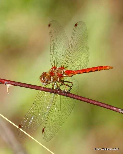 Striped Meadowhawk male, Greer, AZ, 8-24-09 Ra 2708.jpg