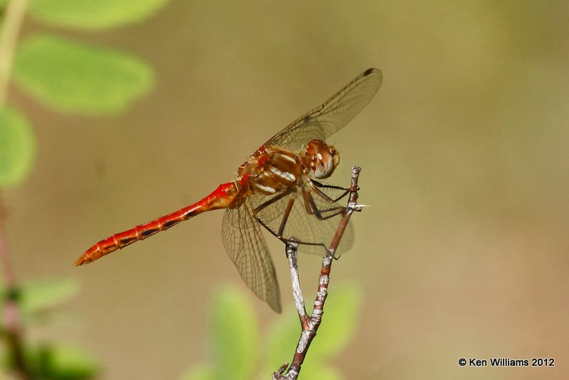 Striped Meadowhawk male, Greer, AZ, 8-24-09 Ra 2711.jpg
