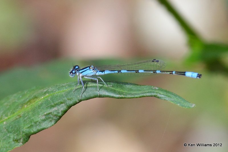 Tule Bluet, Patagonia TNC Preserve, AZ, 8-12-09 Ra 2309.jpg