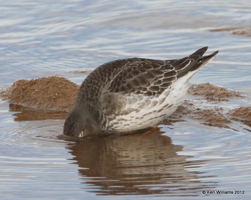 Purple Sandpiper feeding, Carl Blackwell Lake, Stillwater, OK, 1-7-13, Ja_003240.jpg