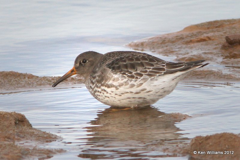 Purple Sandpiper, Carl Blackwell Lake, Stillwater, OK, 1-7-13, Ja_003193.jpg