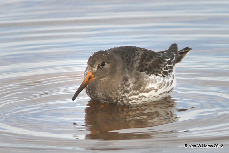 Purple Sandpiper, Carl Blackwell Lake, Stillwater, OK, 1-7-13, Ja_003247.jpg