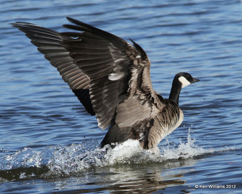 Cackling Goose - Richardson's, Garfield Co, OK, 1-16-13, Ja_003811.jpg