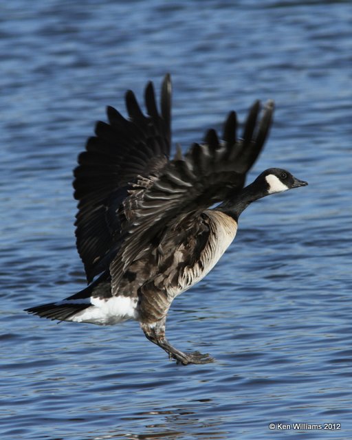 Cackling Goose - Richardson's, Garfield Co, OK, 1-16-13, Ja_003810.jpg