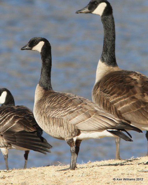 Canada Goose - Lesser,  Garfield Co, OK, 1-16-13, Ja_003609.jpg