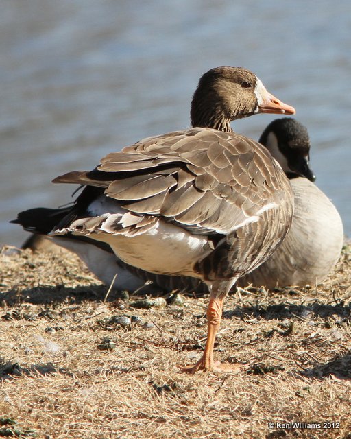 Greater White-fronted Goose, Garfield Co, OK, 1-16-13, Ja_003708.jpg