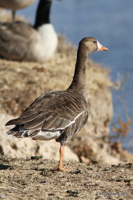 Greater White-fronted Goose, Garfield, OK, 1-16-13, Ja_003729.jpg