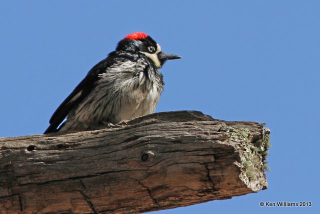 Acorn Woodpecker, Mt Lemmon, Tucson, AZ, 2-18-13, Ja_25902.jpg