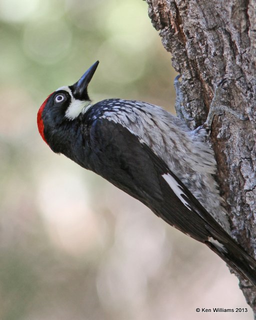 Acron Woodpecker, Madura Canyon, AZ, 2-15-13, Ja_24135.jpg