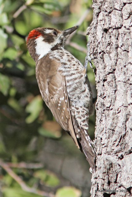 Arizona Woodpecker, Madura Canyon, AZ, 2-15-13, Ja_24138.jpg