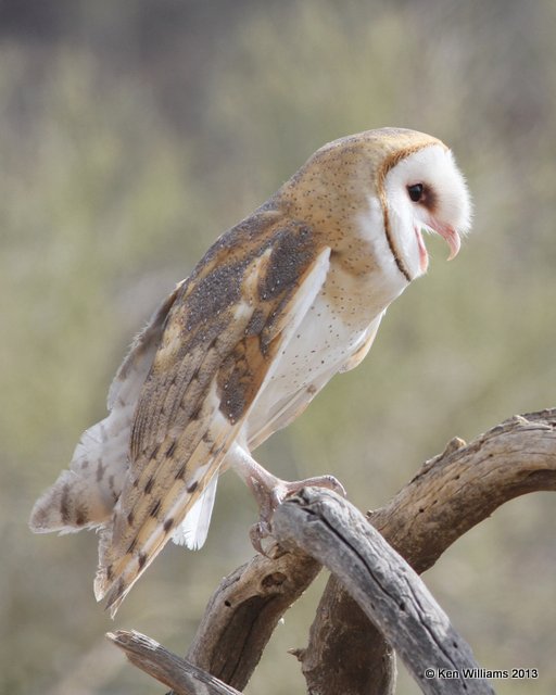 Barn Owl, Arizona-Sonora Desert Museum, Tucson, AZ, 2-18-13, Ja_25365.jpg