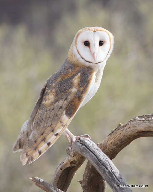 Barn Owl, Arizona-Sonora Desert Museum, Tucson, AZ, 2-18-13, Ja_25368.jpg