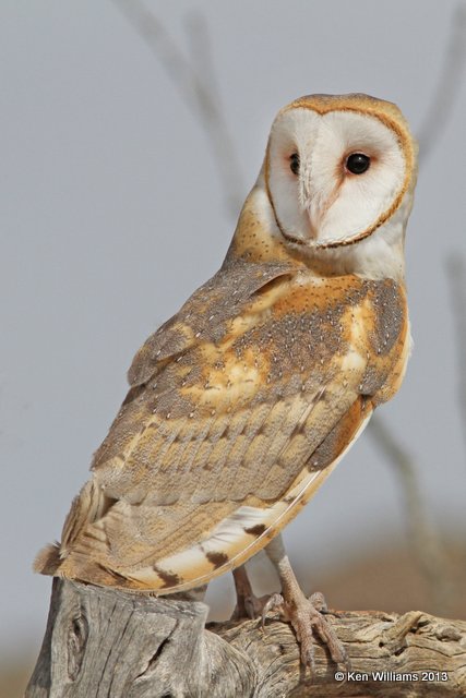 Barn Owl, Arizona-Sonora Desert Museum, Tucson, AZ, 2-18-13, Ja_25388.jpg