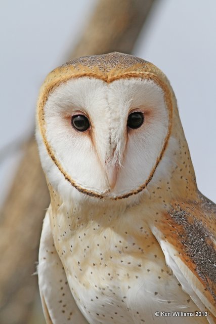 Barn Owl, Arizona-Sonora Desert Museum, Tucson, AZ, 2-18-13, Ja_25391.jpg