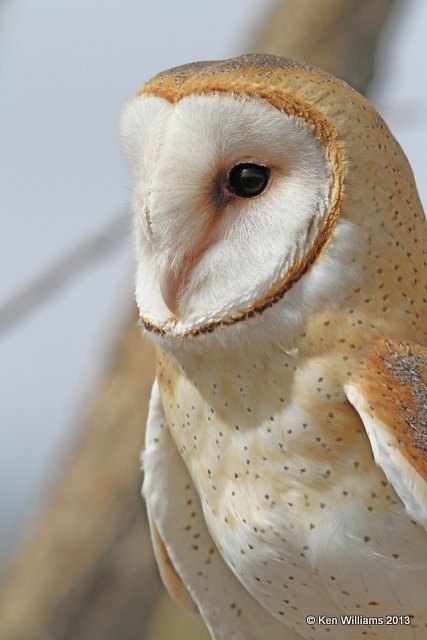 Barn Owl, Arizona-Sonora Desert Museum, Tucson, AZ, 2-18-13, Ja_25396.jpg