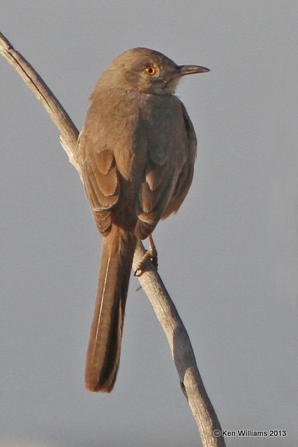 Bendire's Thrasher, west of Buckeye, AZ, 2-21-13, Ja_26571.jpg