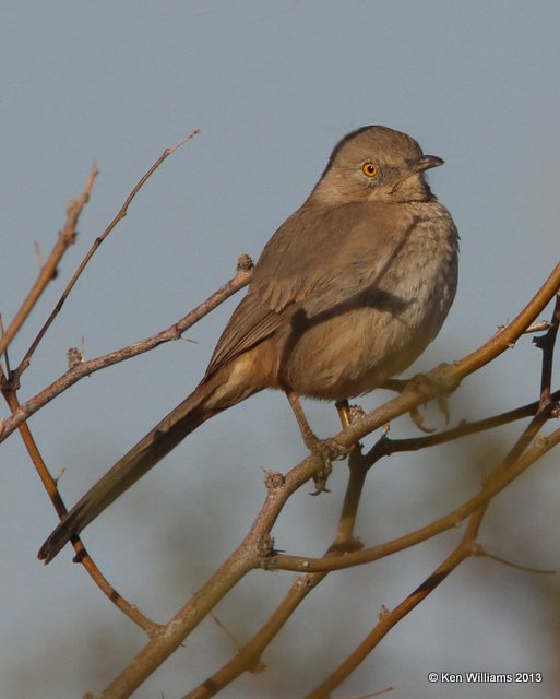 Bendire's Thrasher, west of Buckeye, AZ, 2-21-13, Ja_26596.jpg