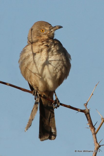 Bendire's Thrasher, west of Buckeye, AZ, 2-21-13, Ja_26649.jpg