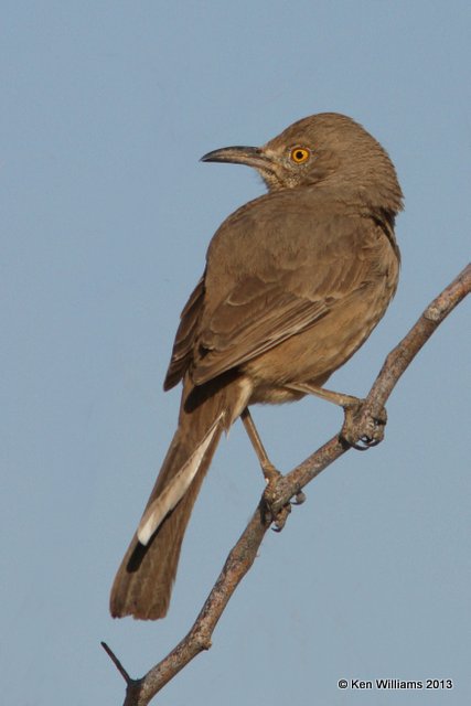 Bendire's Thrasher west of Buckeye, AZ, 2-21-13, Ja_26687.jpg