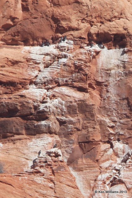 California Condor, Vermillion Cliffs AZ, 2-27-13, Ja3_28843.jpg