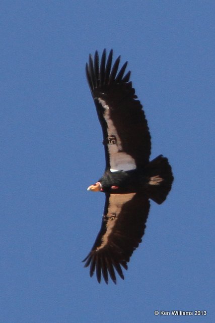 California Condor, Vermillion Cliffs AZ, 2-27-13, Ja_28875.jpg