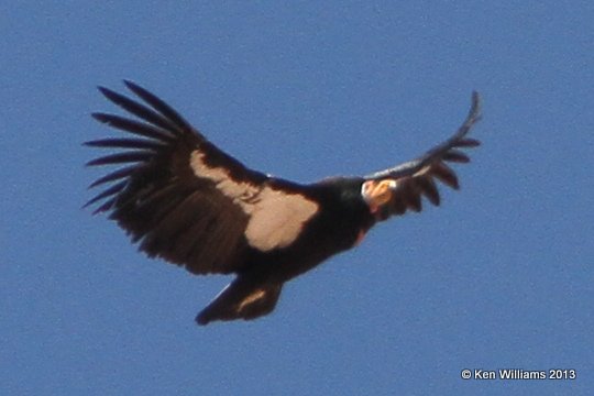 California Condor, Vermillion Cliffs AZ, 2-27-13, Ja_28891.jpg