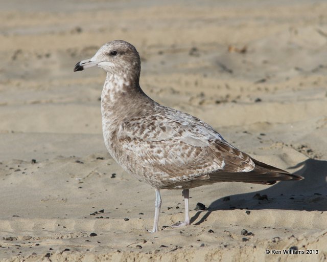 California Gull - 1st cycle, Pismo Bay, CA, 2-23-13, Ja_27090.jpg