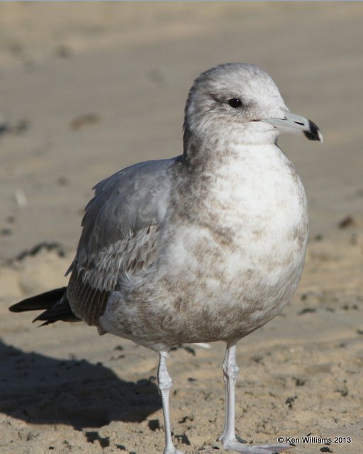 California Gull - 1st cycle, Pismo Bay, CA, 2-23-13, Ja_27114.jpg