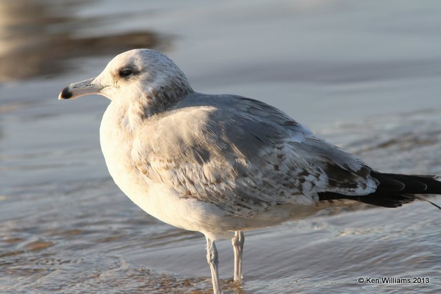 California Gull - 2nd cycle, Pismo Bay SP, CA, 2-22-13, Ja_26919.jpg