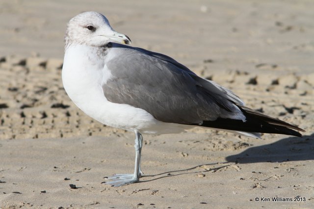 California Gull - 3rd cycle, Pismo Bay, CA, 2-23-13, Ja_27096.jpg