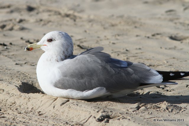 California Gull - nonbreeding, Pismo Bay, CA, 2-23-13, Ja_27083.jpg