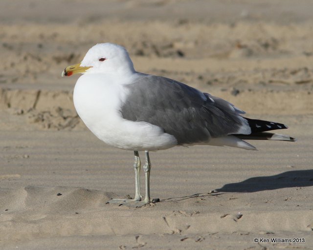 California Gull - breeding, Pismo Bay, CA, 2-23-13, Ja_27087.jpg