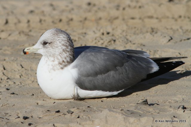 California Gull - nonbreeding, Pismo Bay, CA, 2-23-13, Ja_27095.jpg
