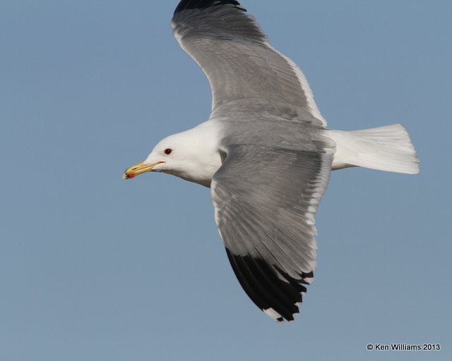 California Gull - breeding, Pismo Bay, CA, 2-23-13, Ja_27286.jpg