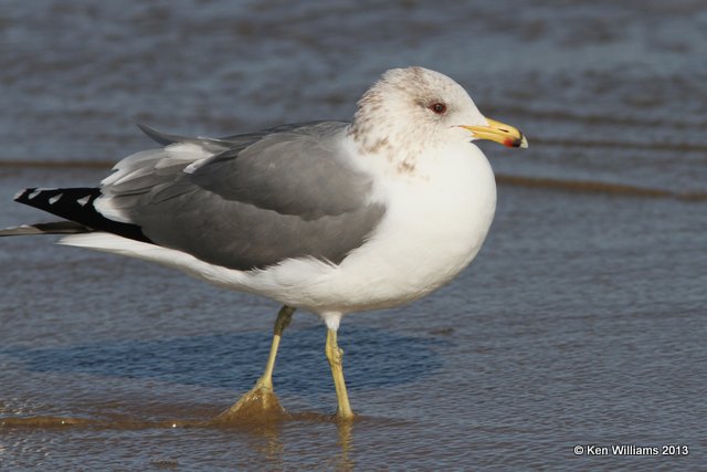 California Gull - nonbreeding, Pismo Bay, CA, 2-23-13, Ja_27294.jpg