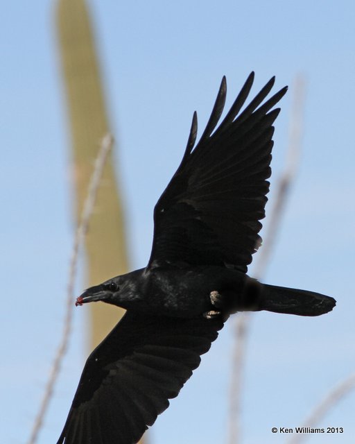 Chihuahuan Raven, Arizona-Sonora Desert Museum, Tucson, AZ, 2-18-13,Ja_24611.jpg
