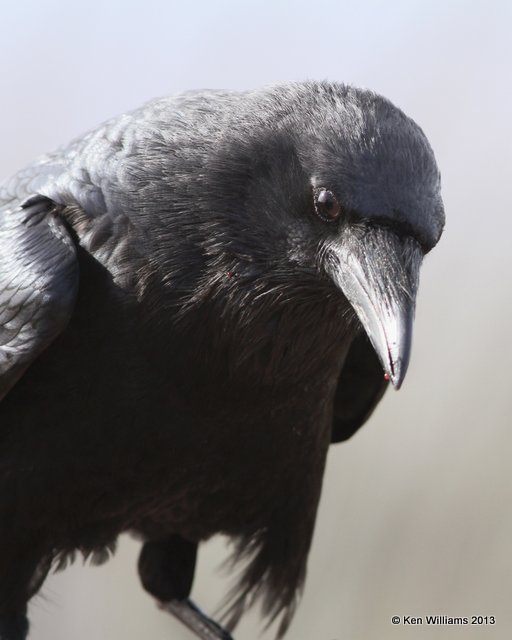 Chihuahuan Raven, Arizona-Sonora Desert Museum, Tucson, AZ, 2-18-13,Ja_24620.jpg