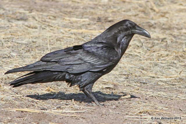 Common Raven, Bosque del Apache, NM, 2-13-13, Ja_23472.jpg