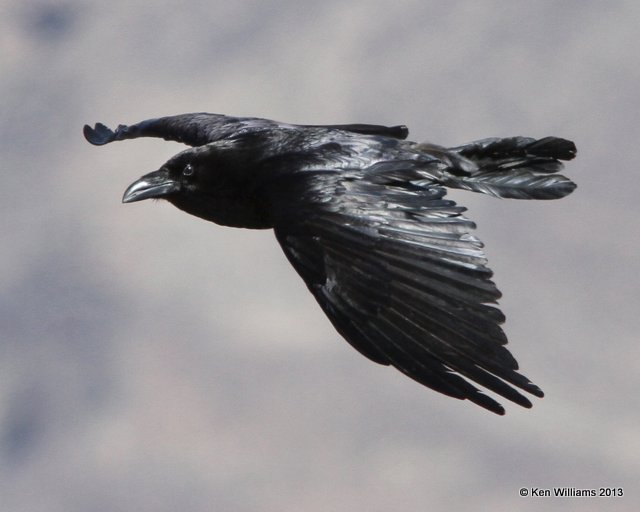 Common Raven, South Rim Grand Canyon, AZ, 2-26-13, Ja_28633.jpg