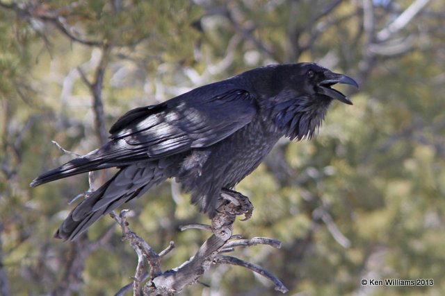Common Raven, South Rim Grand Canyon, AZ, 2-26-13, Ja_28713.jpg