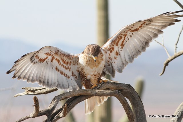 Ferruginous Hawk, Arizona-Sonora Desert Museum, Tucson, AZ, 2-18-13, Ja_24765.jpg