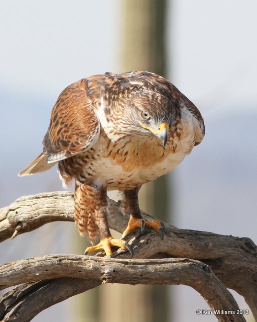 Ferruginous Hawk, Arizona-Sonora Desert Museum, Tucson, AZ, 2-18-13, Ja_24769.jpg