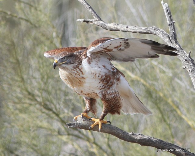 Ferruginous Hawk, Arizona-Sonora Desert Museum, Tucson, AZ, 2-18-13, Ja_24809.jpg