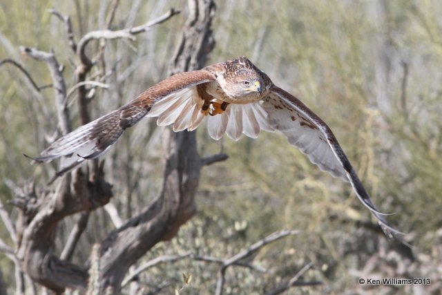 Ferruginous Hawk, Arizona-Sonora Desert Museum, Tucson, AZ, 2-18-13, Ja_24817.jpg