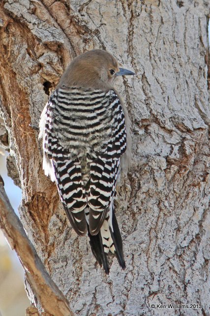 Gila Woodpecker female, Patagonia State Park, AZ, 2-14-13, Ja_23532.jpg