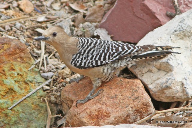 Gila Woodpecker female, Tucson, AZ, 2-18-13, Ja_24891.jpg