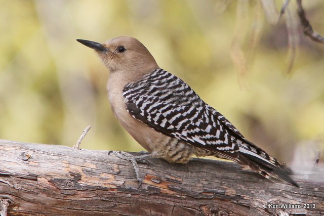 Gila Woodpecker female, Tucson, AZ, 2-18-13, Ja_24909.jpg