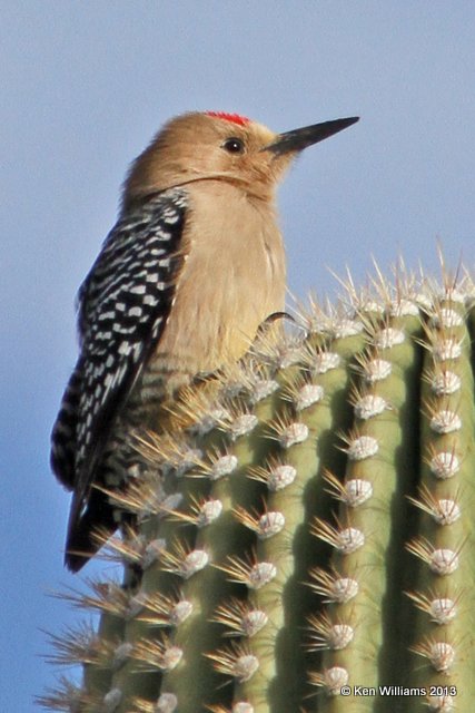 Gila Woodpecker male, Tucson, AZ, 2-18-13, Ja2_24603.jpg