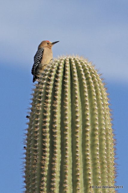 Gila Woodpecker male, Tucson, AZ, 2-18-13, Ja_24603.jpg