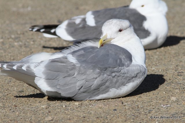 Glaucous-winged Gull - adult nonbreeding, Morro Bay, CA, 2-24-13, Ja_28223.jpg